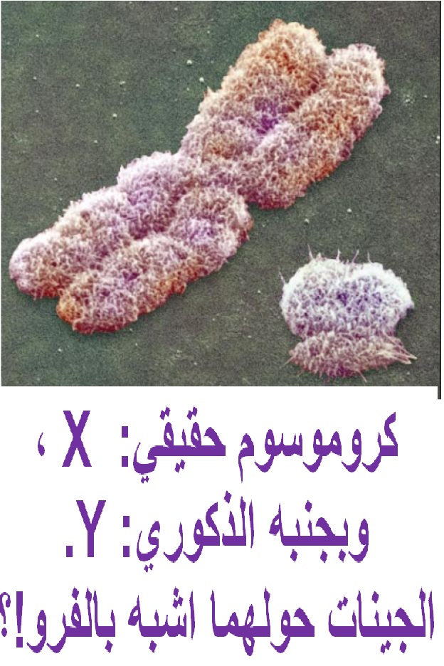 chromosome X et Y