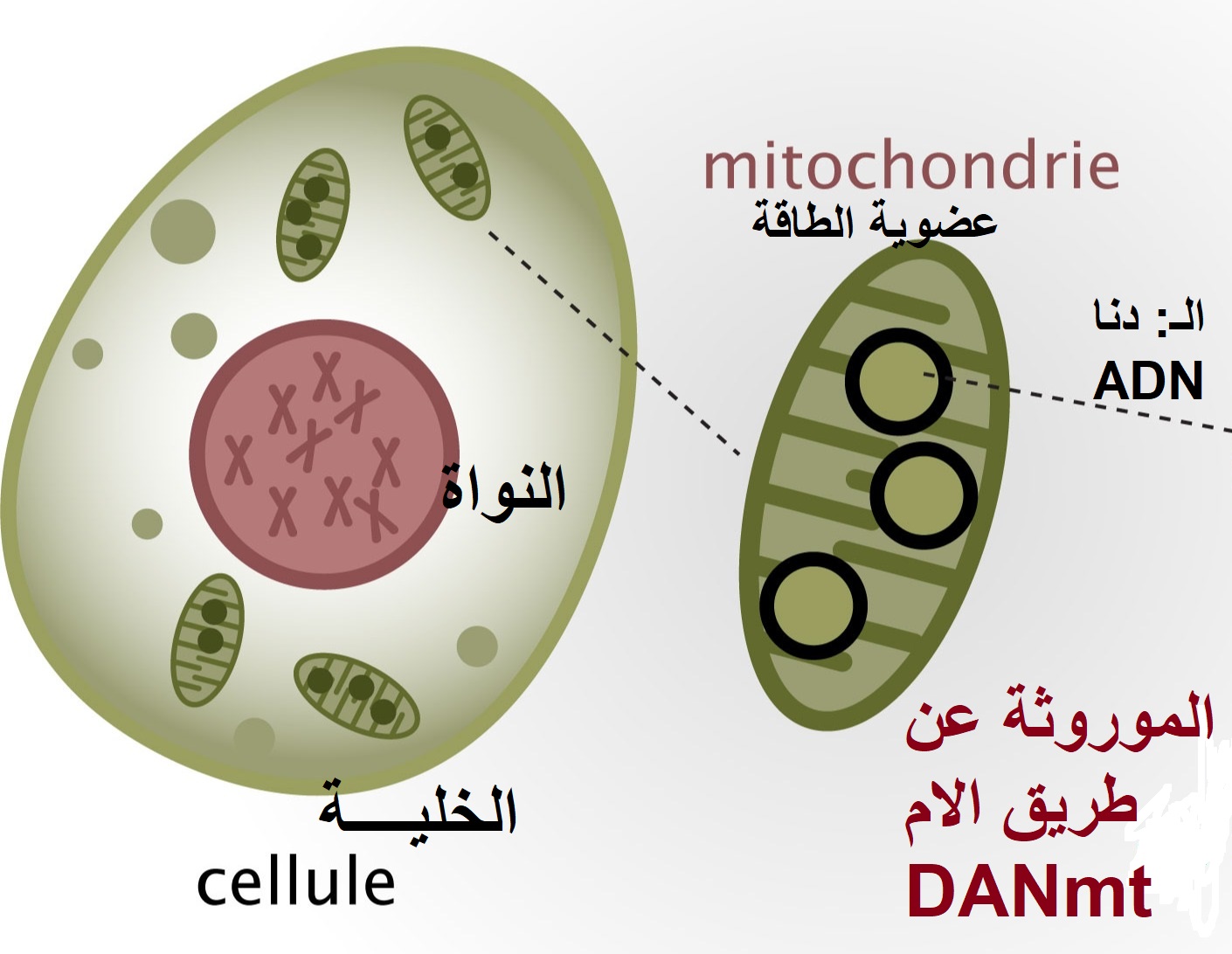mitochondriaalDNA fr orig